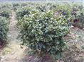 茶梅ˉ浙江茶梅×浙江茶梅供应∠浙江茶梅销售×茶梅批发×茶梅价格