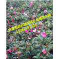 浙江宁波茶梅色块苗|浙江茶梅种植基地批发 