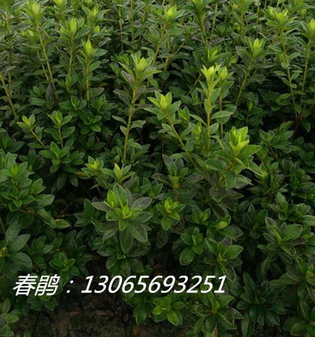 浙江春鹃苗色块 |浙江宁波春鹃基地批发价 