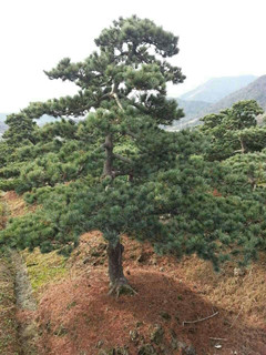 五针松、盆景、造型 