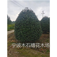 浙江茶梅基地的茶梅繁殖方法