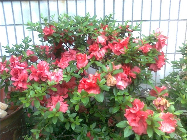 浙江杜鹃花