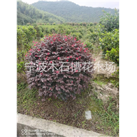 什么是宁波红花继木