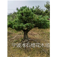 宁波大阪五针松基地作为盆景植物的选材