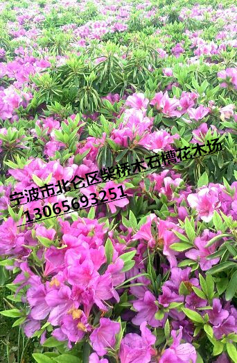 浙江毛鹃|杜鹃色块苗|浙江宁波毛鹃批发价 