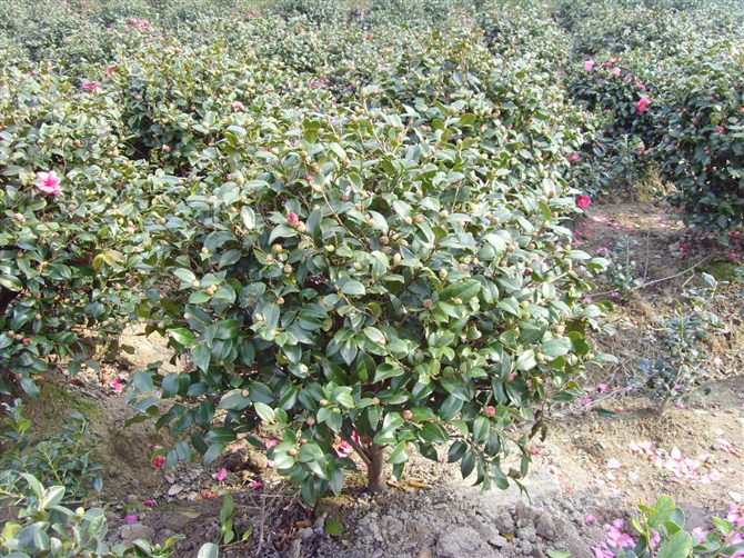 茶梅ˉ浙江茶梅×浙江茶梅供应∠浙江茶梅销售×茶梅批发×茶梅价格