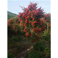 宁波红千层批发基地 