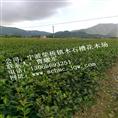 茶梅色块苗_