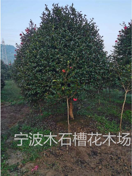 宁波大茶梅球基地它是乔木还是灌木
