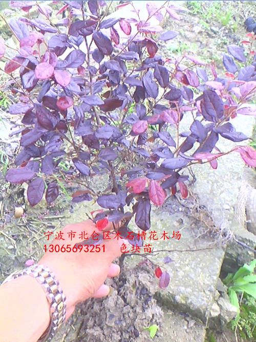 浙江红花继木色块苗|红花继木大小球基地 