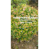 浙江大花六道木球 P100-120公分&宁波六道木球基地 