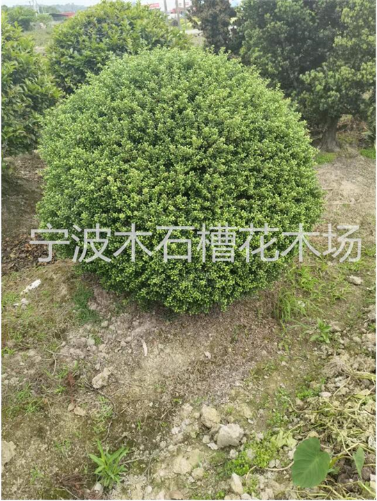 什么是宁波龟甲冬青球
