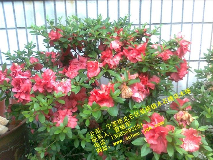 春鹃球