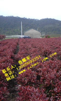 浙江红叶石楠小毛球自己苗圃 里的便宜卖 
