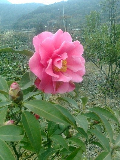 宁波茶花