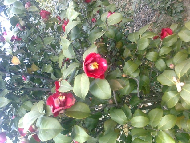 浙江茶花基地