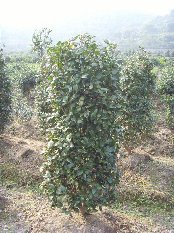 茶梅ˉ浙江茶梅×浙江茶梅供应∠浙江茶梅销售×茶梅批发×茶梅价格