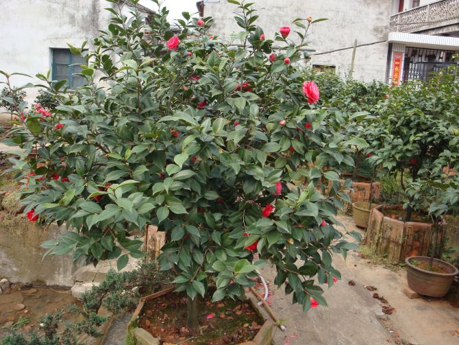 浙江茶花∪浙江茶花供应×浙江茶花批发∪浙江茶花销售
