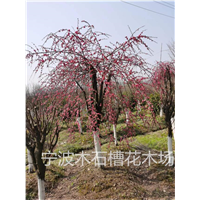 宁波垂枝梅基地的有哪些类型