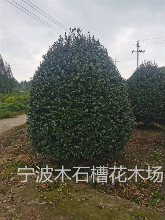 浙江茶梅基地的茶梅繁殖方法