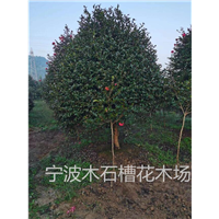 宁波大茶梅球基地它是乔木还是灌木