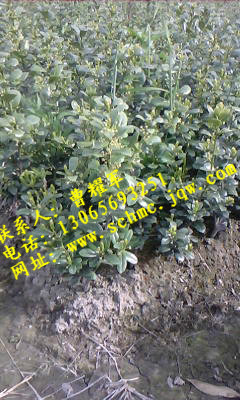 无刺构骨色块苗 