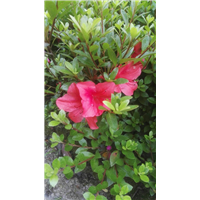 浙江夏鹃种植基地批|浙江宁波夏鹃/紫鹃 