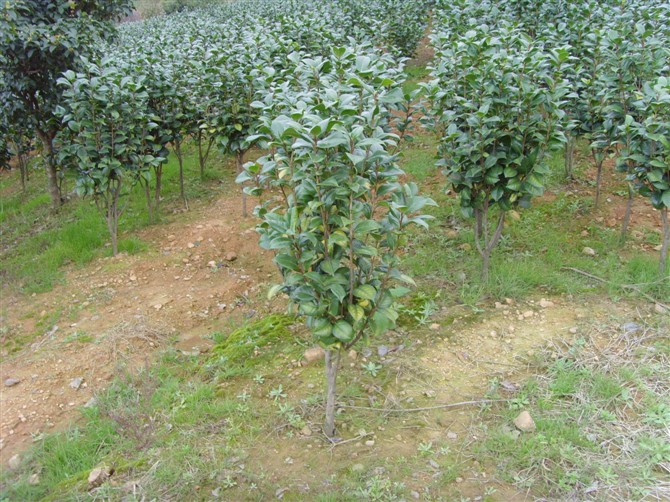 浙江茶花∪浙江茶花供应×浙江茶花批发∪浙江茶花销售