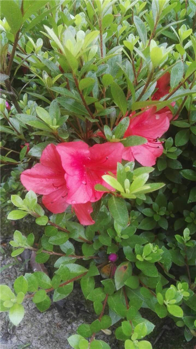 浙江夏鹃种植基地批|浙江宁波夏鹃/紫鹃 