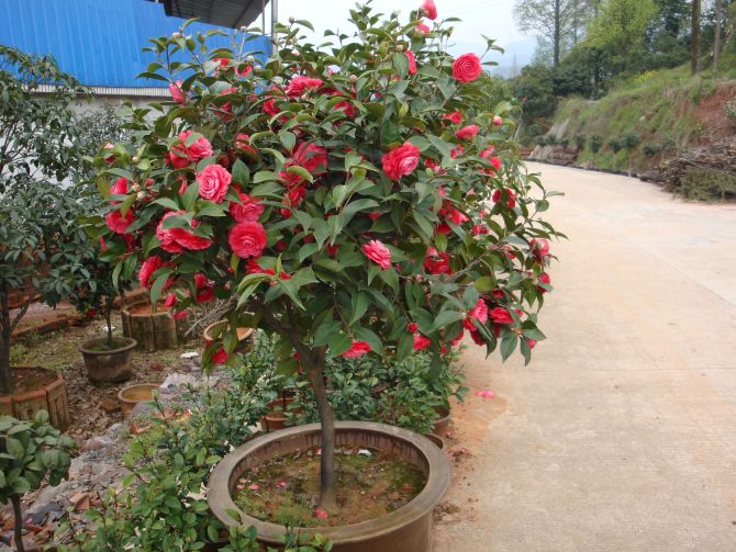 浙江茶花∪浙江茶花供应×浙江茶花批发∪浙江茶花销售