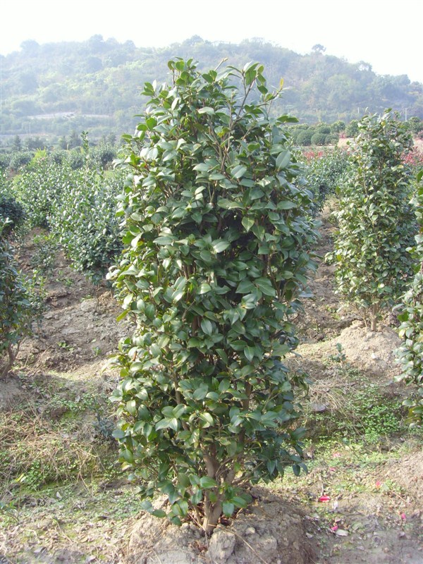 茶梅ˉ浙江茶梅×浙江茶梅供应∠浙江茶梅销售×茶梅批发×茶梅价格