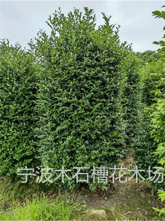 宁波茶梅柱的基地在哪里