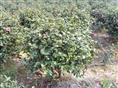 茶梅ˉ浙江茶梅×浙江茶梅供应∠浙江茶梅销售×茶梅批发×茶梅价格