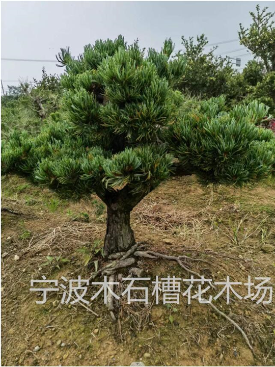 宁波大阪五针松基地作为盆景植物的选材
