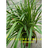 浙江金边麦冬批发|宁波金边麦冬种植基地 