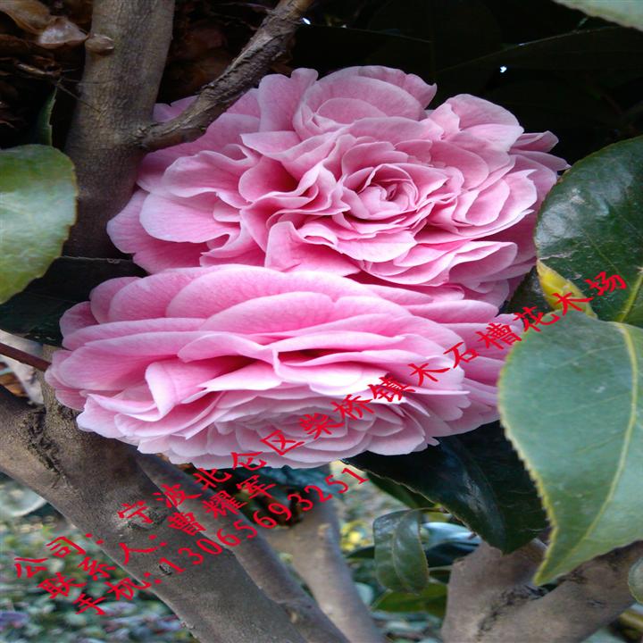 茶花