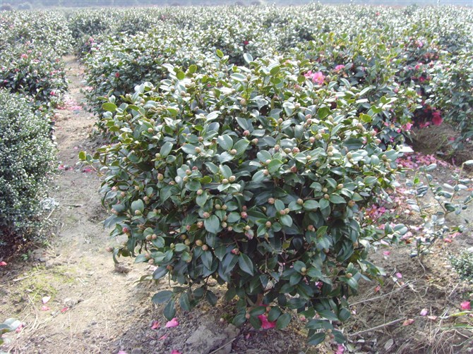 茶梅ˉ浙江茶梅×浙江茶梅供应∠浙江茶梅销售×茶梅批发×茶梅价格