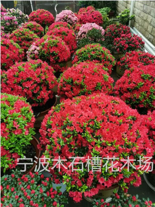宁波比利时杜鹃之杜鹃花名960种