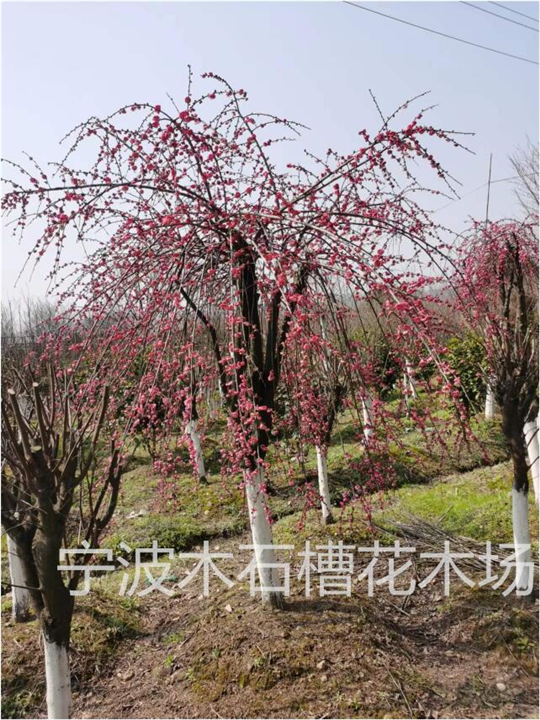 宁波垂枝梅基地的有哪些类型