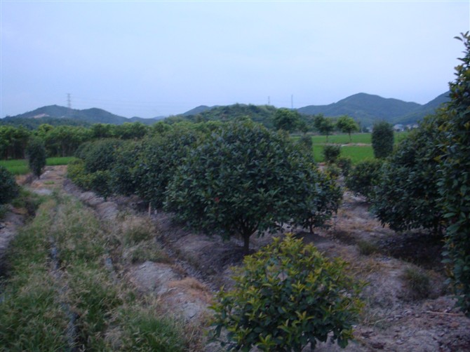 浙江红叶石楠∪浙江红叶石楠供应×浙江红叶石楠批发∪浙江红叶石楠销售