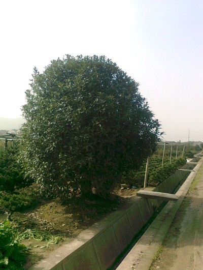 宁波桂花树基地