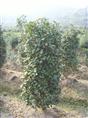 茶梅ˉ浙江茶梅×浙江茶梅供应∠浙江茶梅销售×茶梅批发×茶梅价格