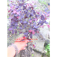 浙江红花继木色块苗|红花继木大小球基地 
