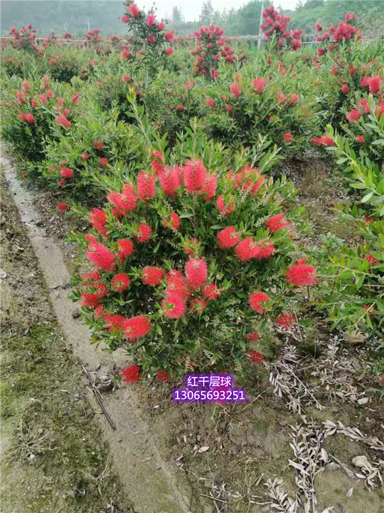 宁波红千层基地 