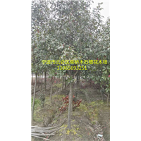 浙江红叶石楠树 6-14公分&宁波红叶石楠树6-14公分种植基地 