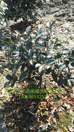 浙江小茶梅球色块&宁波小茶梅球基地供应&茶梅球价格** 