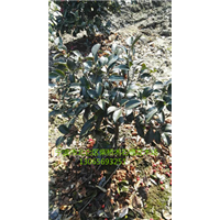 浙江小茶梅球色块&宁波小茶梅球基地供应&茶梅球价格** 