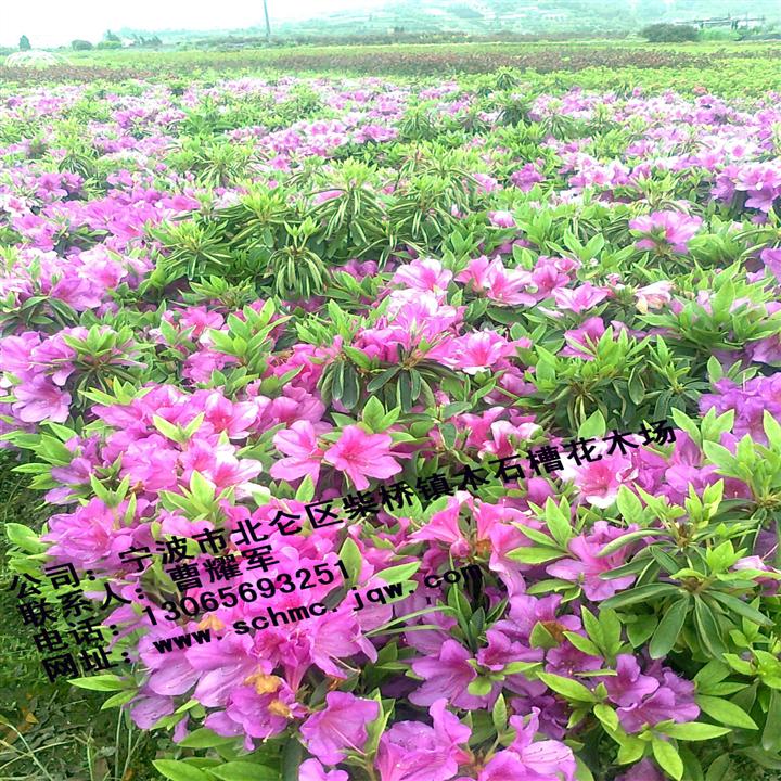 毛杜鹃