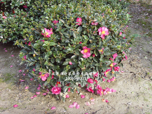 浙江茶梅球精品|浙江宁波茶梅小毛球大批量 