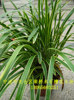 浙江金边麦冬批发|宁波金边麦冬种植基地 